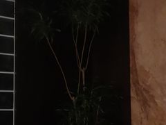 -villaa·别墅·融合菜西餐厅