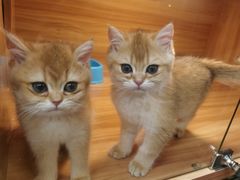 -猫十亿·布偶金渐层·曼基康矮脚猫舍(青年路店)