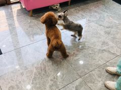 -全心全意连锁动物医院(石景山店)