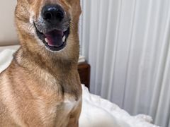 -爱侣宠医·鹦鹉专科·小型哺乳类·异宠专科(灵石路店)