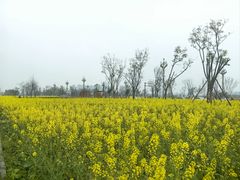 -桤木河湿地公园