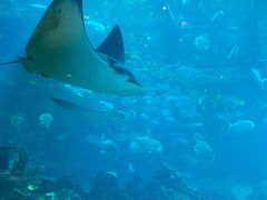-海棠湾洲际-涛·海底餐厅·美人鱼·自助餐·海底隧道