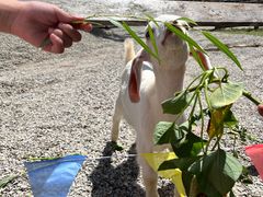 -前小桔亲子创意农场·草莓采摘·露营烧烤