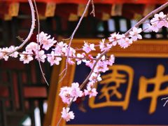 -桃花堤公园