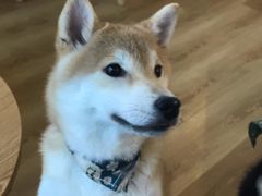 -柴犬小屋·柴餐厅·狗咖食堂(金鼎广场店)