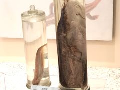 -青藏高原自然博物馆