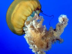 -太平洋海底世界