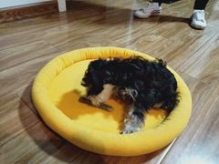 -多乐狗狗宠物训练工作室