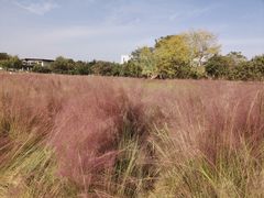 -艾溪湖湿地公园