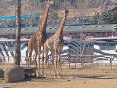 -大连森林动物园