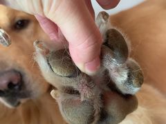 -瑞派动物医院·绝育·犬猫全科·预防医学(光景江南中店)