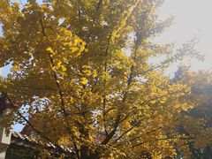 -南岳衡山风景名胜区-南岳大庙