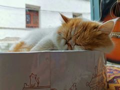 -喵屿·大理花园猫咖