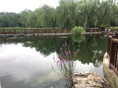-莲花池公园