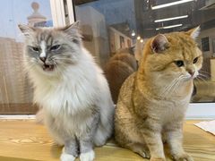 -Heymao猫咖.咖啡厅(东门店)