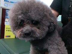 -顺强宠物诊所·狂犬免疫·夜诊·骨科(嘉定店)