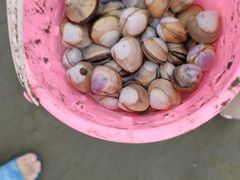 -启东黄金海滩景区