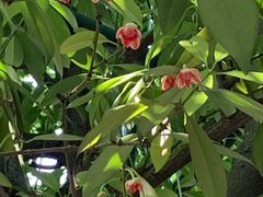 -东山雕花楼