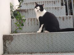 -喵屿·大理花园猫咖