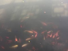 -扬州瘦西湖汇金酒店