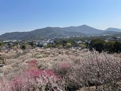 -香雪海