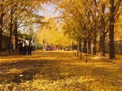-三里屯东五街银杏大道