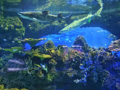 -江和美海洋公园