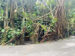 -西双版纳原始森林公园