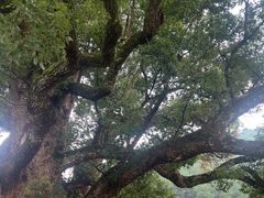 -杨家堂村