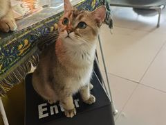 -平行世界·猫咖(首经贸店)