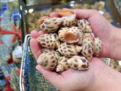 -明记海鲜大排档(巽寮湾店)
