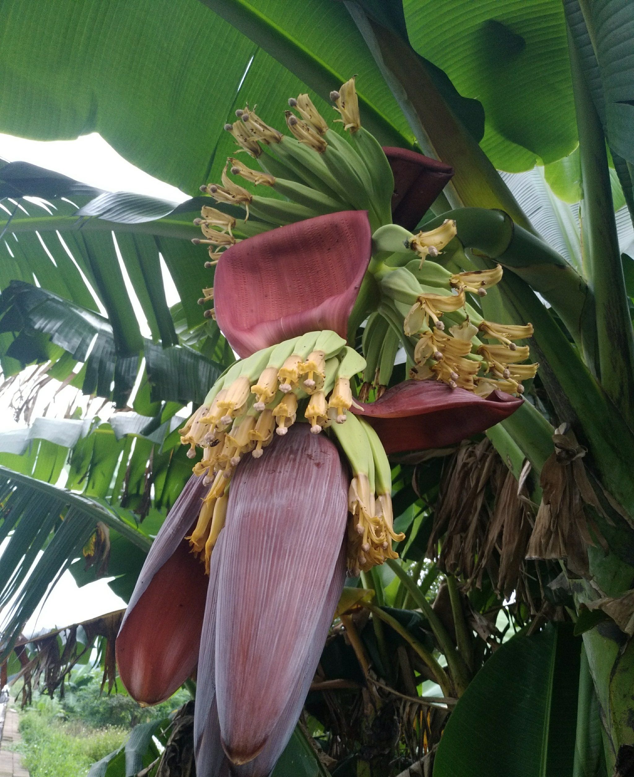 忽而夏天 雨打芭蕉
