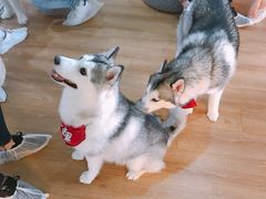 -Husky Go! 哈士奇体验馆·宠物咖啡厅狗咖