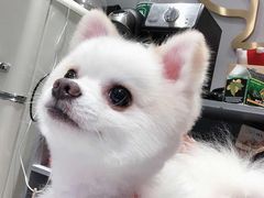 -柚子宠物(伊珊娜调理店)