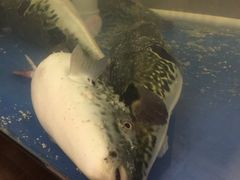 -天正河鲀·河豚亭(大连店)