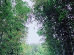 -云栖竹径