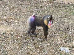 -杭州野生动物世界