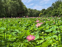 -东郊湿地公园