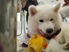 -共舞时光猫咖·狗咖(新街口店)