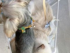 -comecome来吧宠物(奥克斯中心店)