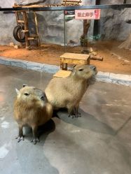 -Zoolung Zoolung动物主题公园(海信广场店)