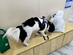 -芭比堂动物医院·24小时·眼科中心(深圳中心)