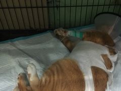 -守诺宠物医院·眼科· 特色牙科·异宠专科(虹口店)