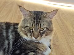 -COLOR PETS 撸猫馆·购猫·猫咖(长风大悦城店)