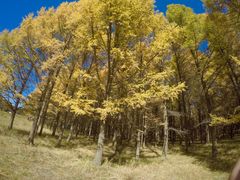 -塞罕坝国家级自然保护区