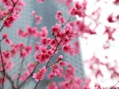 -天适樱花悠乐园