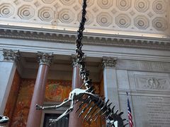 -美国自然历史博物馆