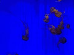 -上海海洋水族馆