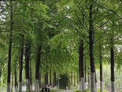 -洋湖国家湿地公园