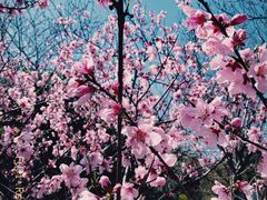 -顾村公园